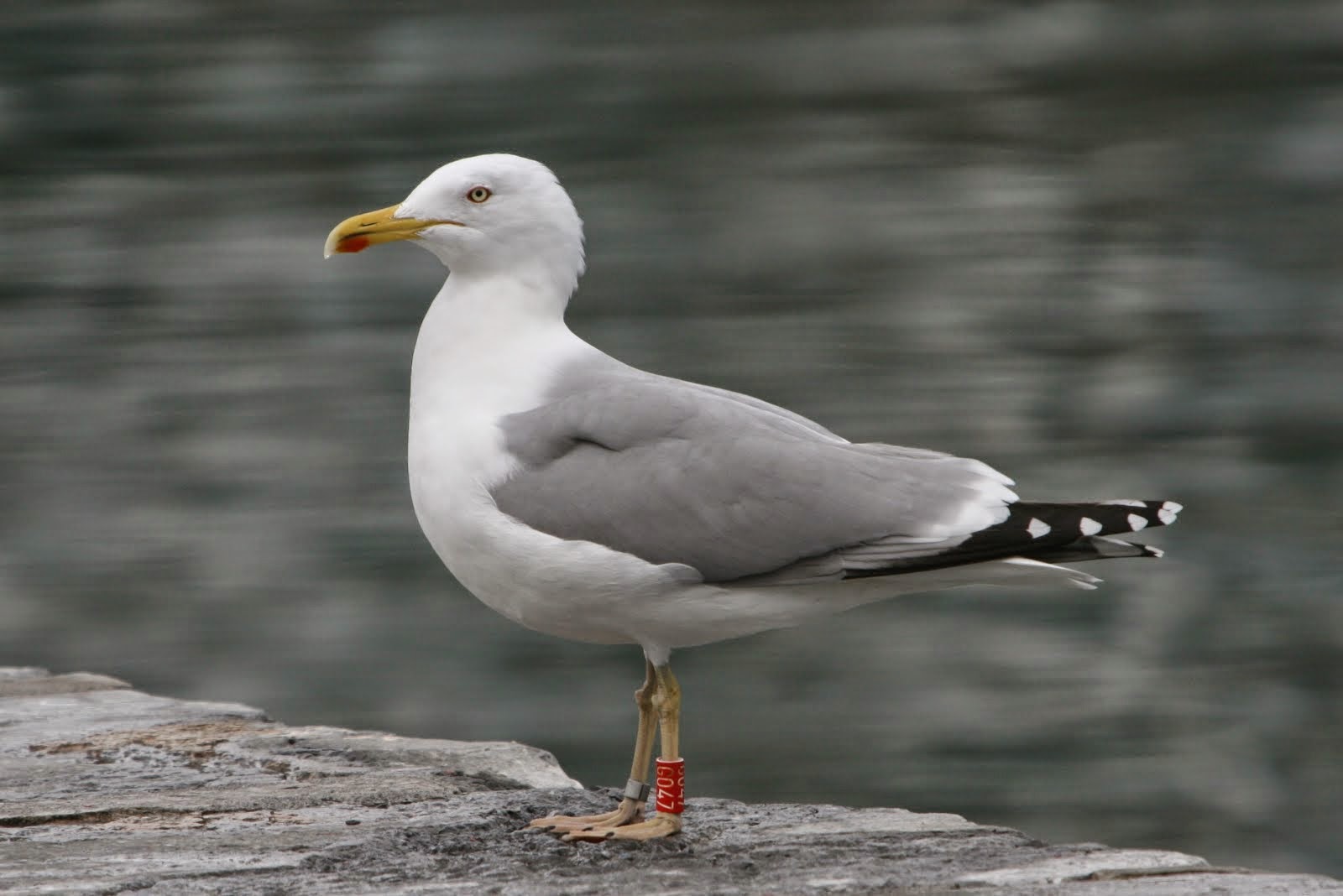 (L m.lusitanicus)Yellow-legged gull / Gaviota patiamarilla cantabrica / Kantauriko Kaio hankahoria