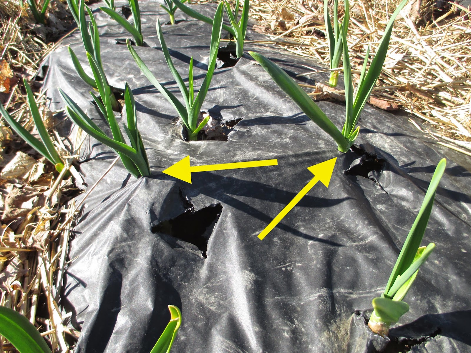 The Deliberate Agrarian The WeedFreeGarlic Bed(Using Plastic Mulch)