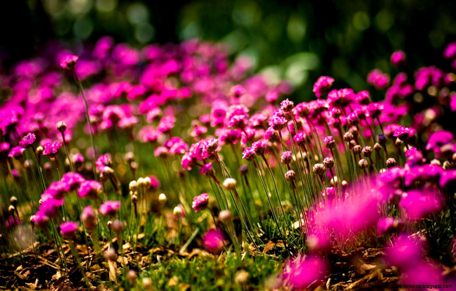 House Flowers Field Summer Nature Hd Wallpaper  All Desktop Wallpaper House Flowers Field Summer Nature Hd Wallpaper  All Desktop Wallpaper