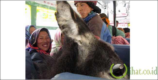 Binatang dalam bus Binatang dalam bus