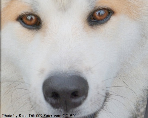 The Akita dog breed: Loyal beyond belief
