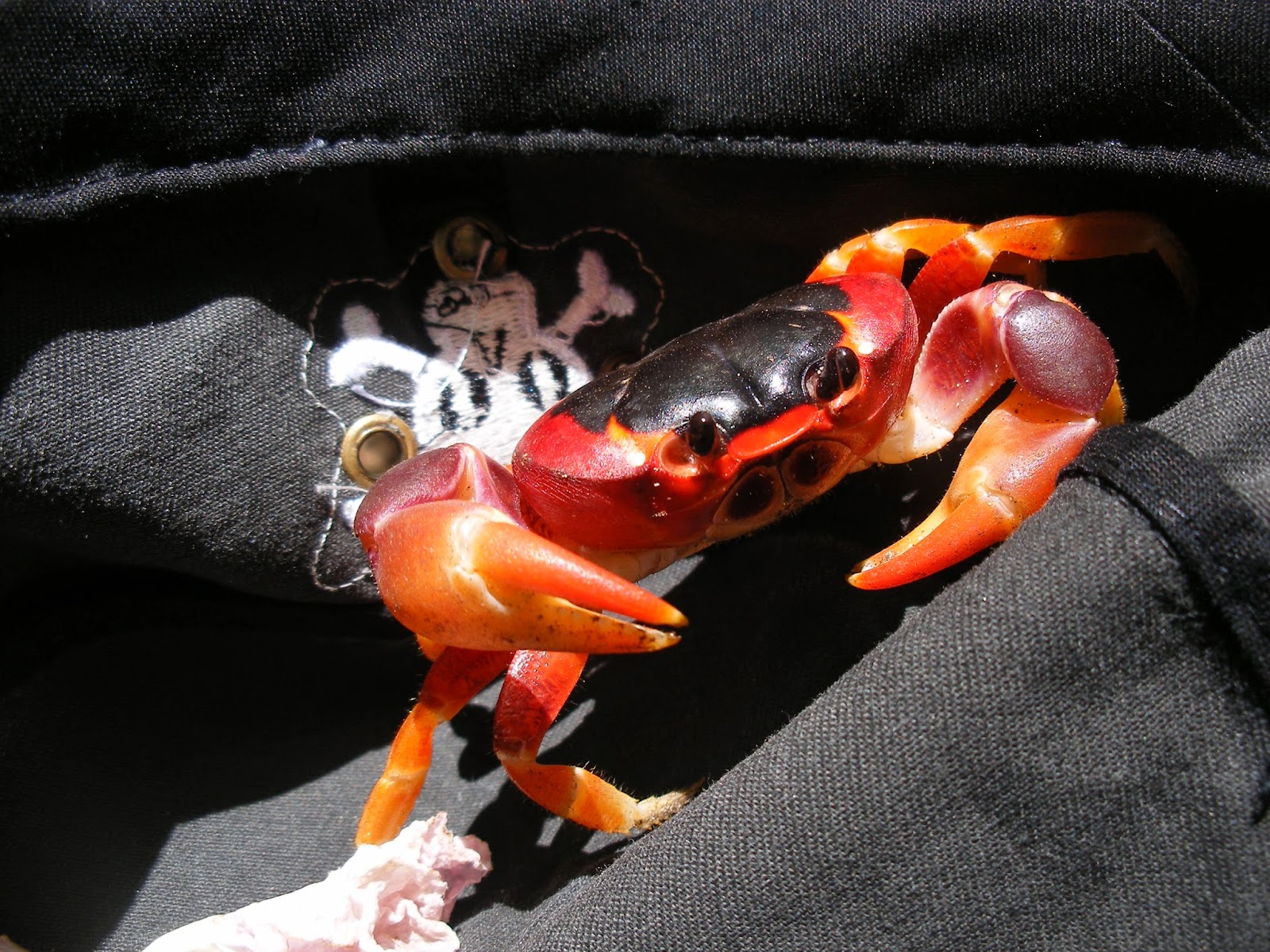 quand un poisson rencontre un crabe