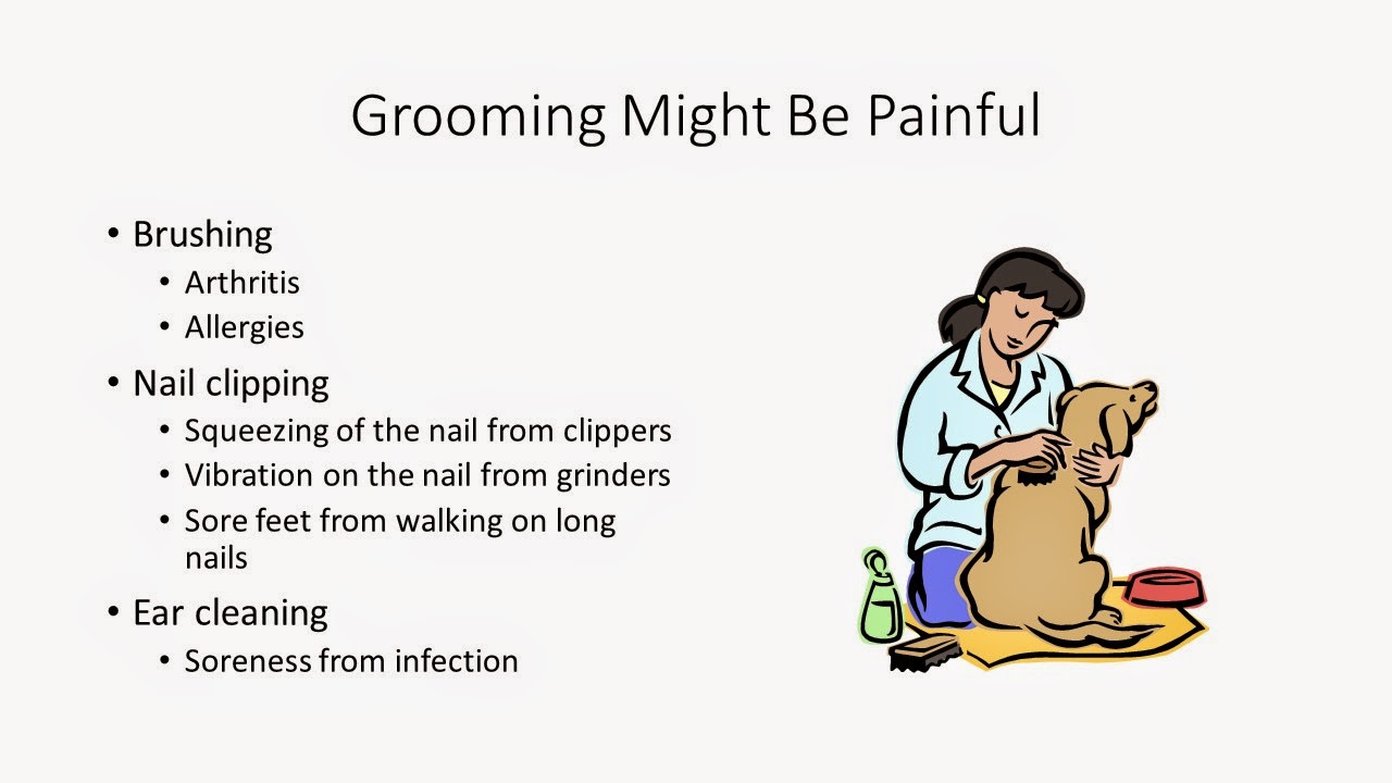 Pet Education Grooming and Medicinal Support