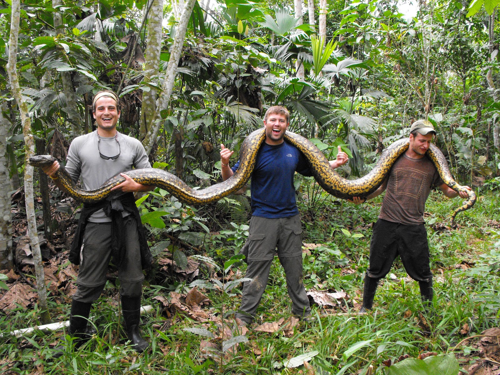 World's Beautiful things around us !: World's Largest Snake