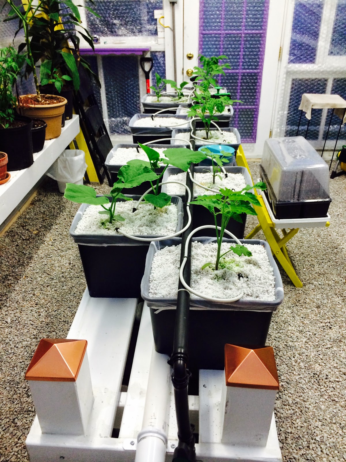 Hydroponic Pioneer Dutch Bucket System