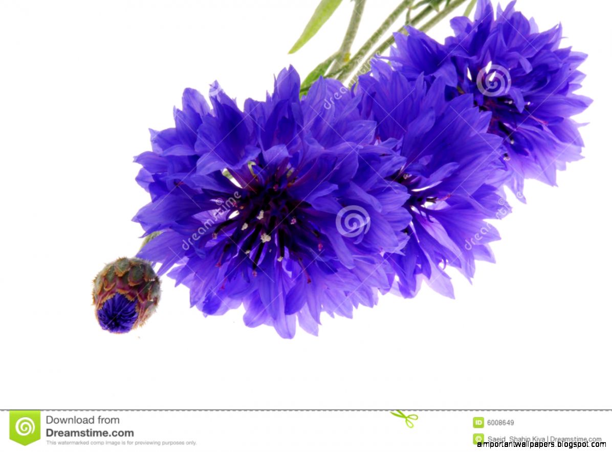 Pretty Purple Flowers On White Royalty Free Stock Images Image Pretty Purple Flowers On White Royalty Free Stock Images Image
