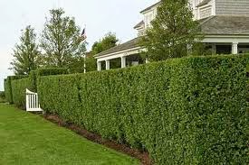 Trees R Us Inc Privacy Settings And No I M Not Talking