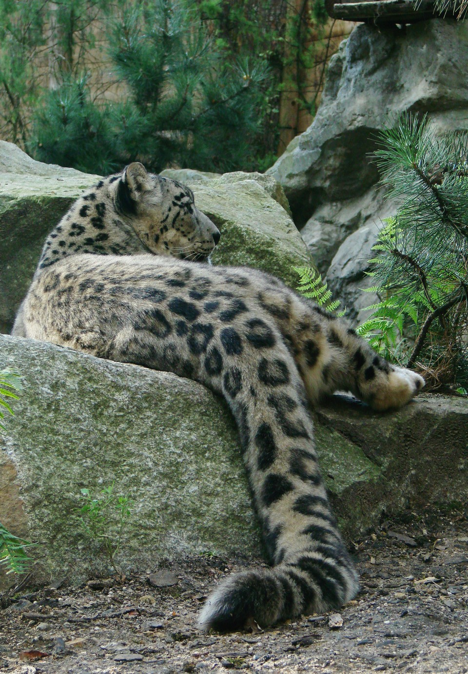 Snow Leopard | Animal Photo