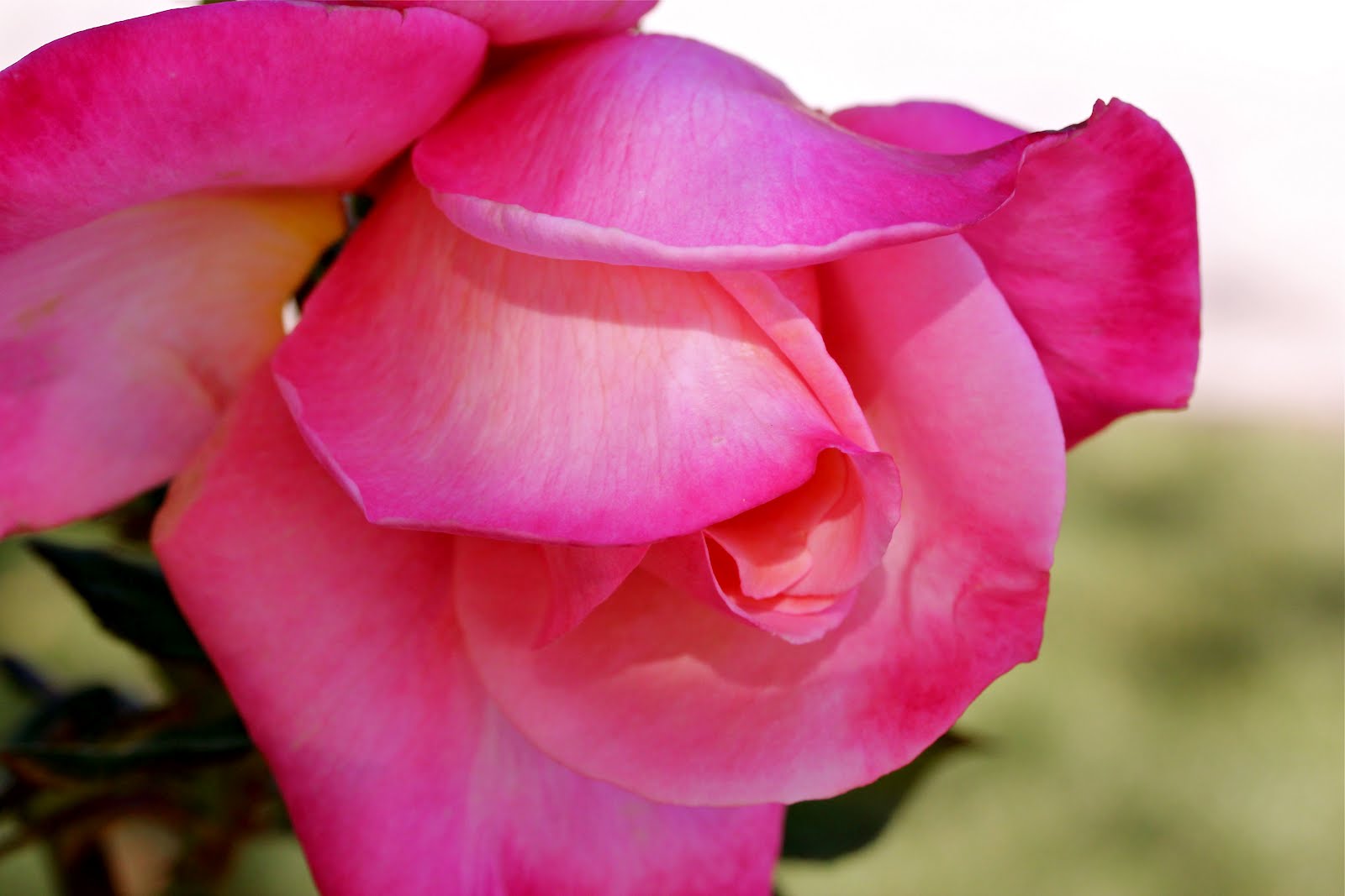 Oh Lordy Front Yard Is Shaping Up