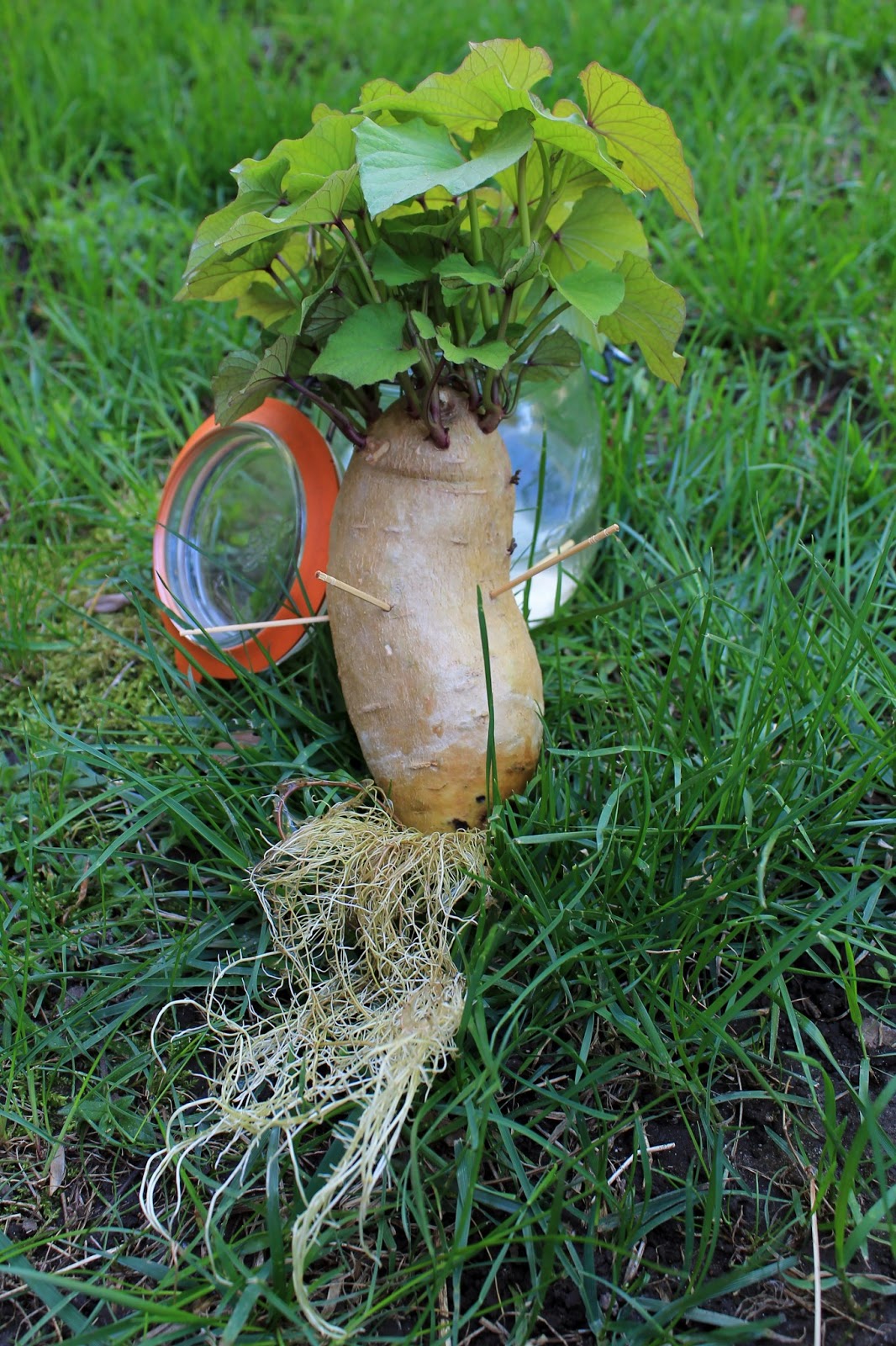 Sarah's Culinary Adventure How to Grow Sweet Potatoes