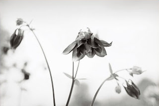 Black and White, Floral Photography - Personal Investigation.