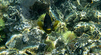 Underwater Marine Life at Concho de Perla, Isabela Island, Galapagos