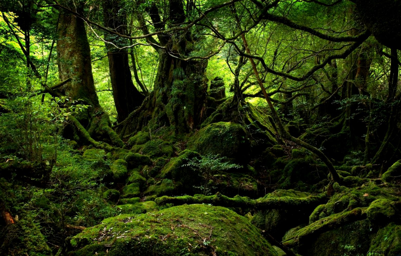 Jungle Photos Nature Desktop Wallpaper Jungle Photos Nature Desktop Wallpaper