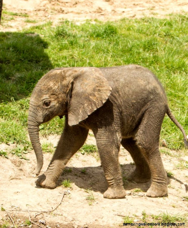 Elephant ZooBorns Elephant ZooBorns