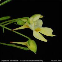Impatiens parviflora - Niecierpek drobnokwiatowy