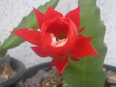 cactus orquidea-muda c/flor vermelha