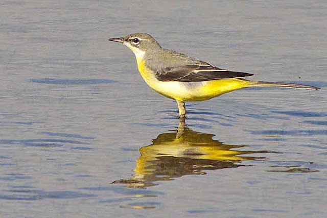 reflection,water,bird, yellow wagtail