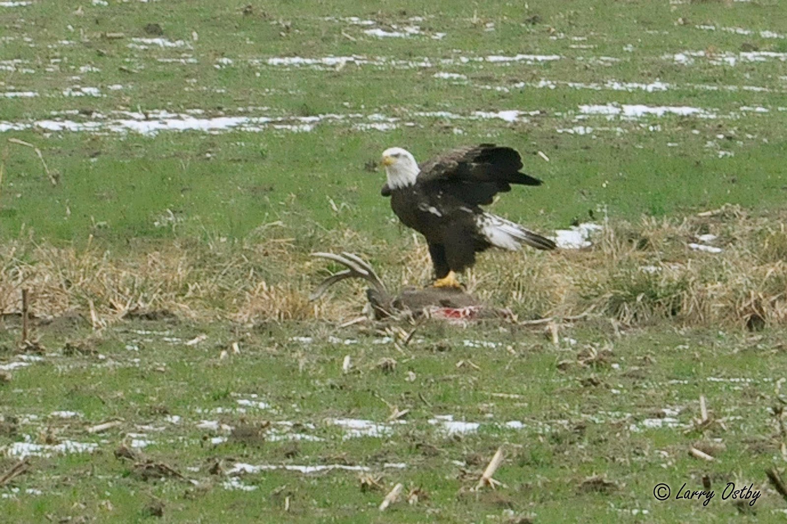 Larry Ostby's Wild Critters Bald Eagle on a Deer Carcass