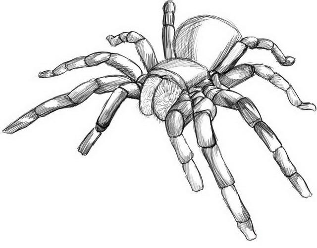 44++ Arana pollito para colorear información