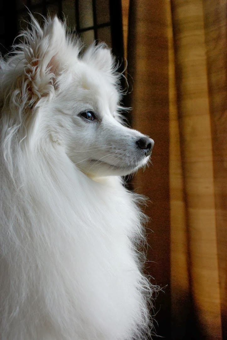 most affectionate breeds top 5 most affectionate breeds the pet s planet most affectionate breeds top 5 most affectionate breeds the pet s planet