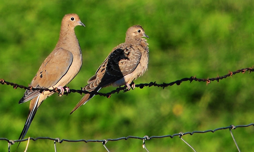 Wyoming Photos Mourning Doves