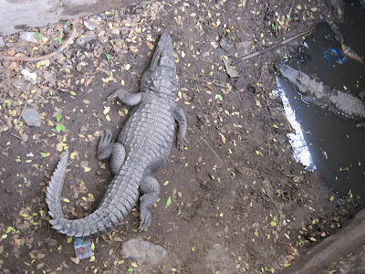Cocodrilos del zoo de Dakar Cocodrilos del zoo de Dakar