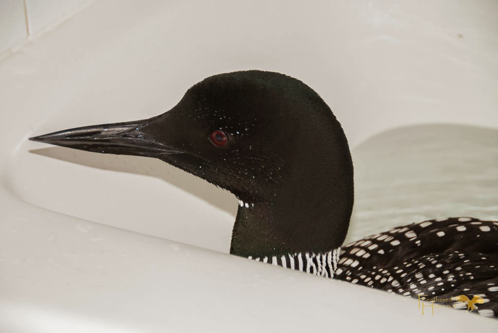 This Common Loon enjoys a minnow-filled tub at the REGI facility as it is nursed back to health by the staff. Photo by Lisadawn Schram, Feathered Hope.Net