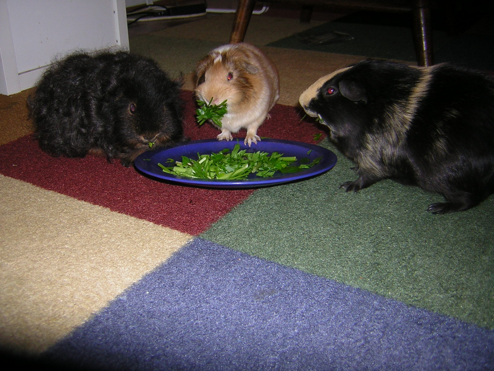 Cavy Savvy A Guinea Pig Blog Can Guinea Pigs Eat Parsley?