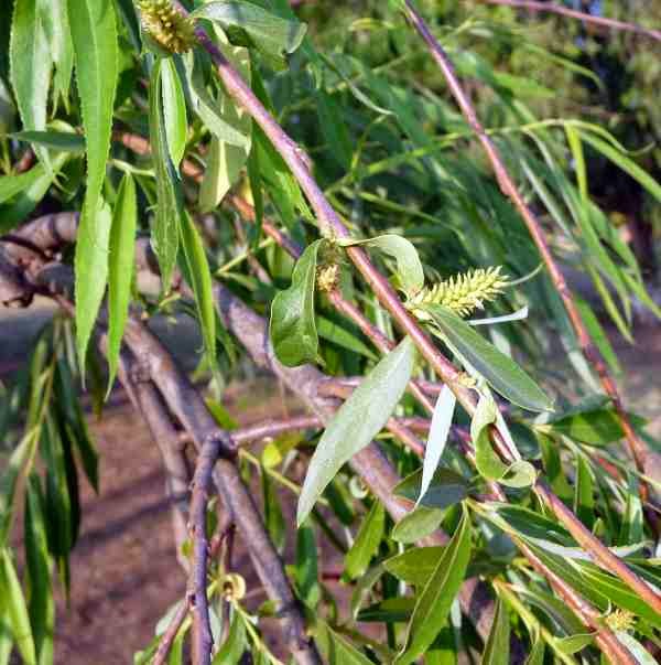 Arriba 94+ Foto Sauces árbol De Ramas Inclinadas Hacia Abajo El último