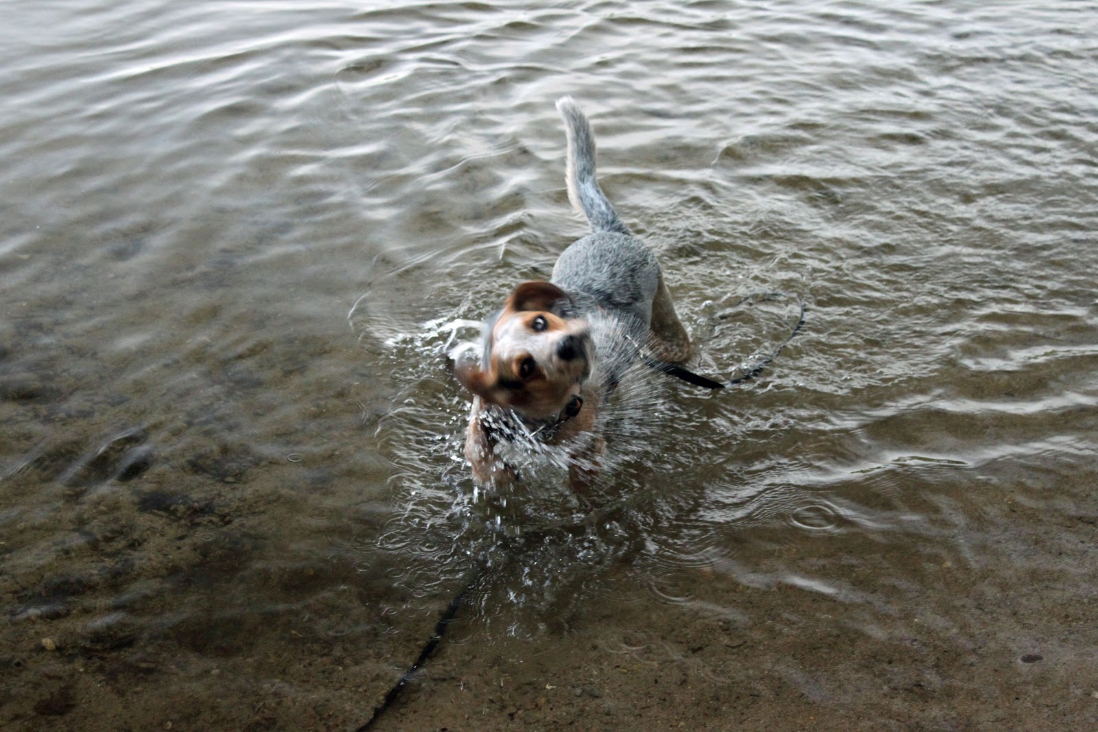 Magnolia The Therapy Dog Limber Tail The Perils of Cold Water