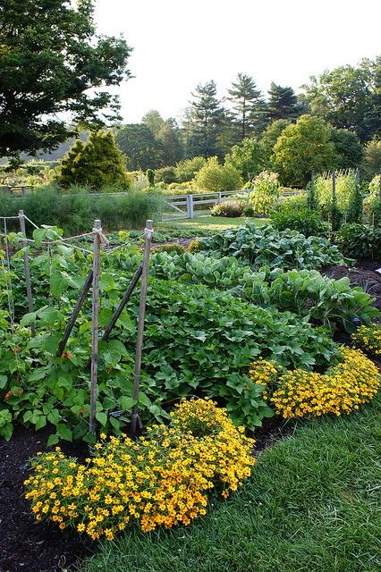 Backyard Dreams | Dreaming Gardens