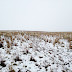 There Are 550 Sheep In This Pic. Can You Find Them?