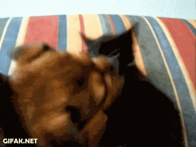 Cat+vs+dog.gif