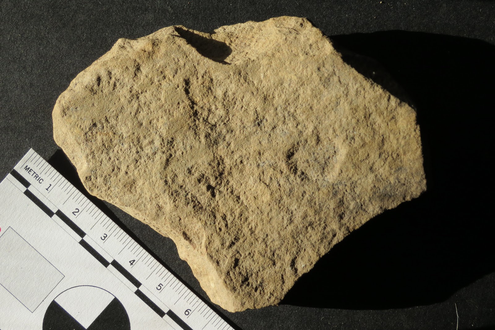 Archaeology of Portable Rock Art Same site produces second bivalve