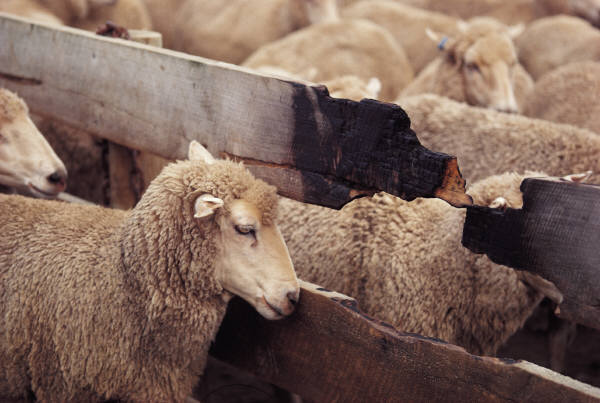 american sheep industry