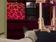 catstory2-6.jpg