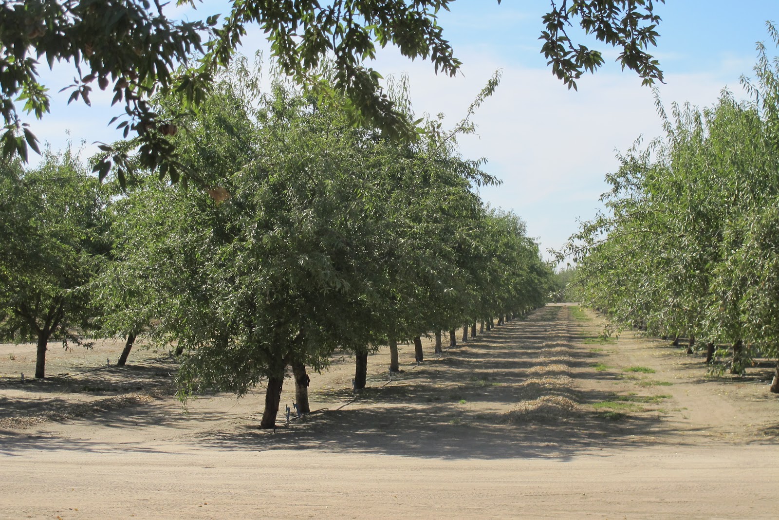Almond Harvesting in Ripon Munchie Musings