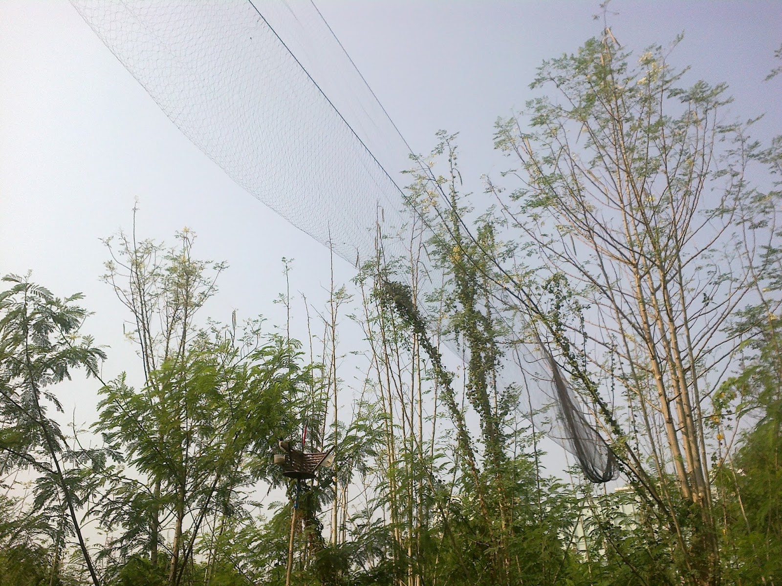 jaring burung crucuk dan kutilang cara menjebak,menjerat