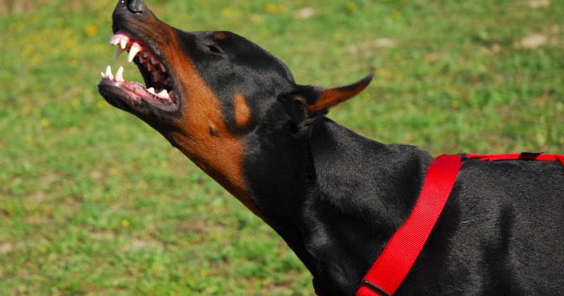 Doberman K9 Why Dogs Bite People