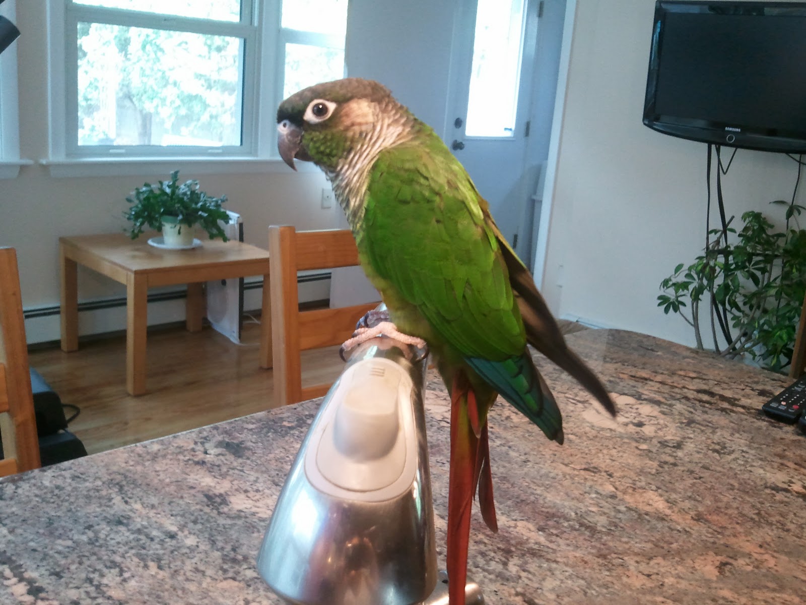 Creative Food Meet Kiwi, our Green Cheek Conure