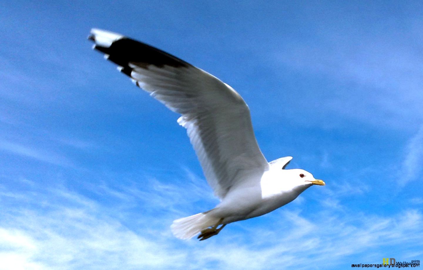 Beautiful Birds Flying Freedom Beautiful Birds Flying Freedom