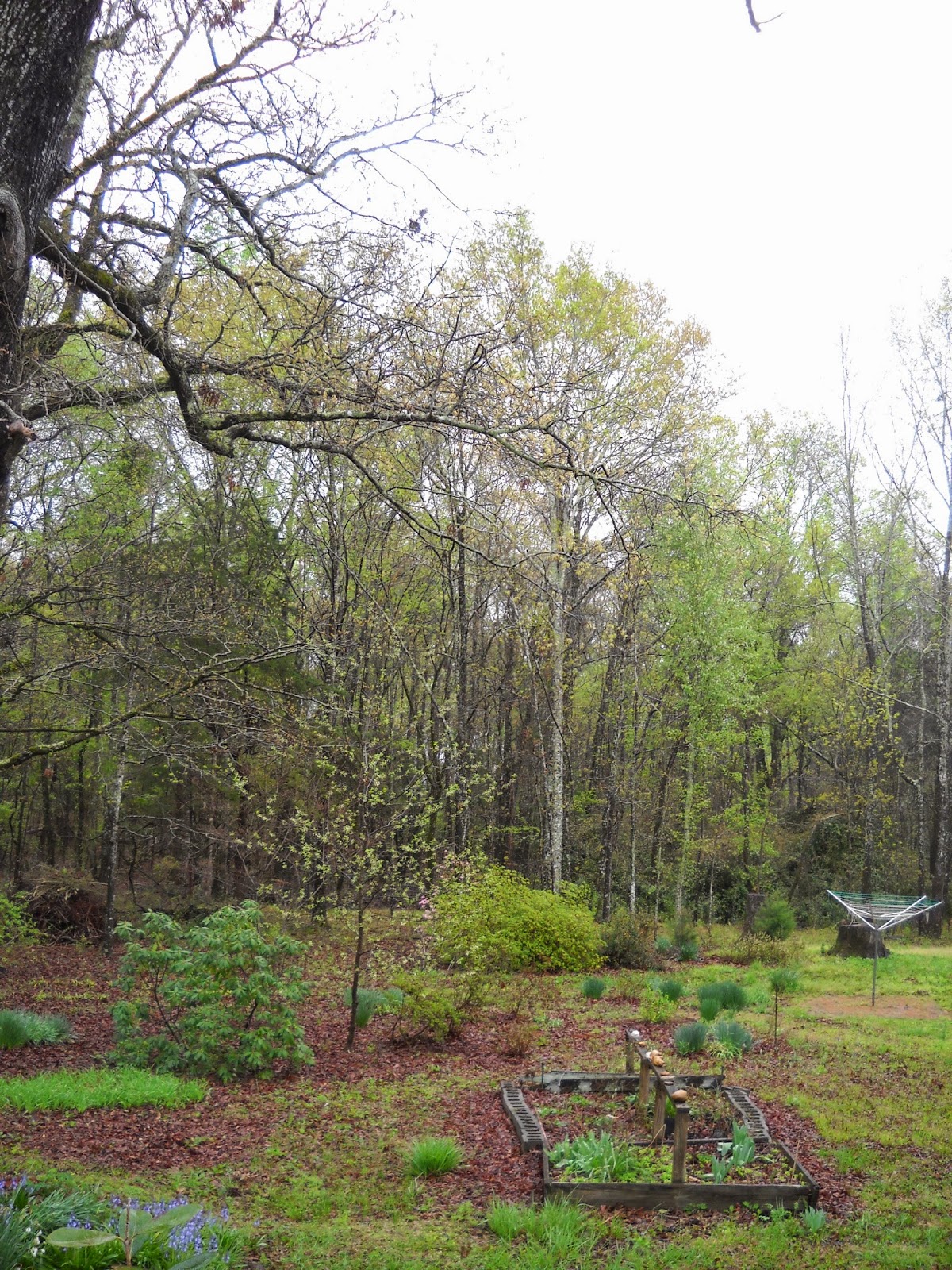 Gold Hill Plant Farm Overnight Rain Brings Sudden Greening