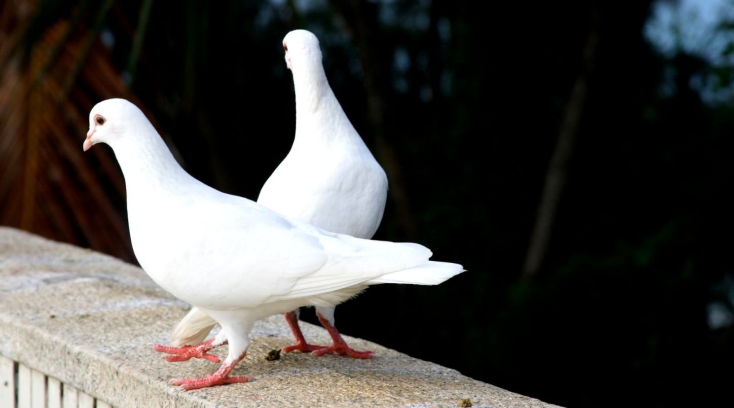 White Dove Bird White Dove Bird