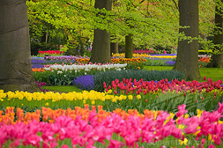 flowers for flower lovers.: flowers gardens.