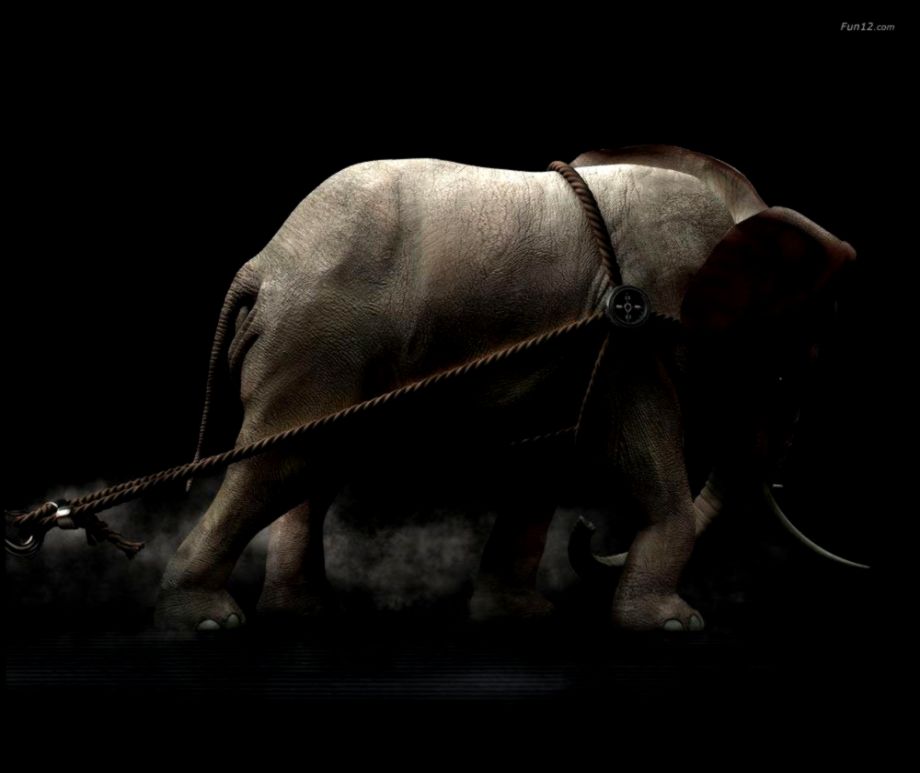 Strong Animals Wallpaper Hd Wallpapers Quality