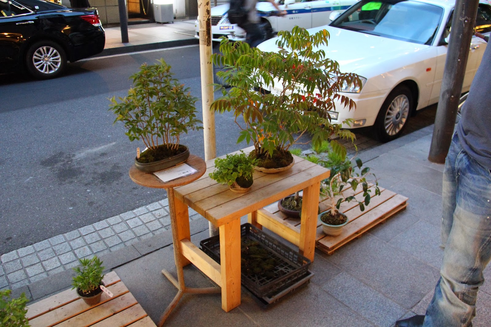 NORDIC NEBARI by Olsen GINZA BONSAI STORE TOKYO