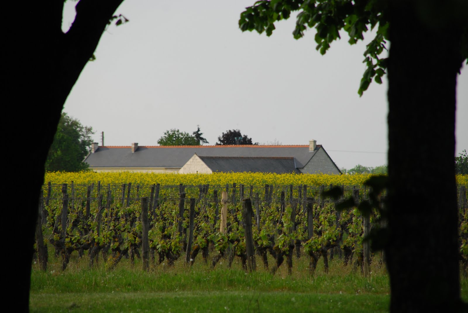Mr. and Mrs. in PARIS French Wine Country Part Une