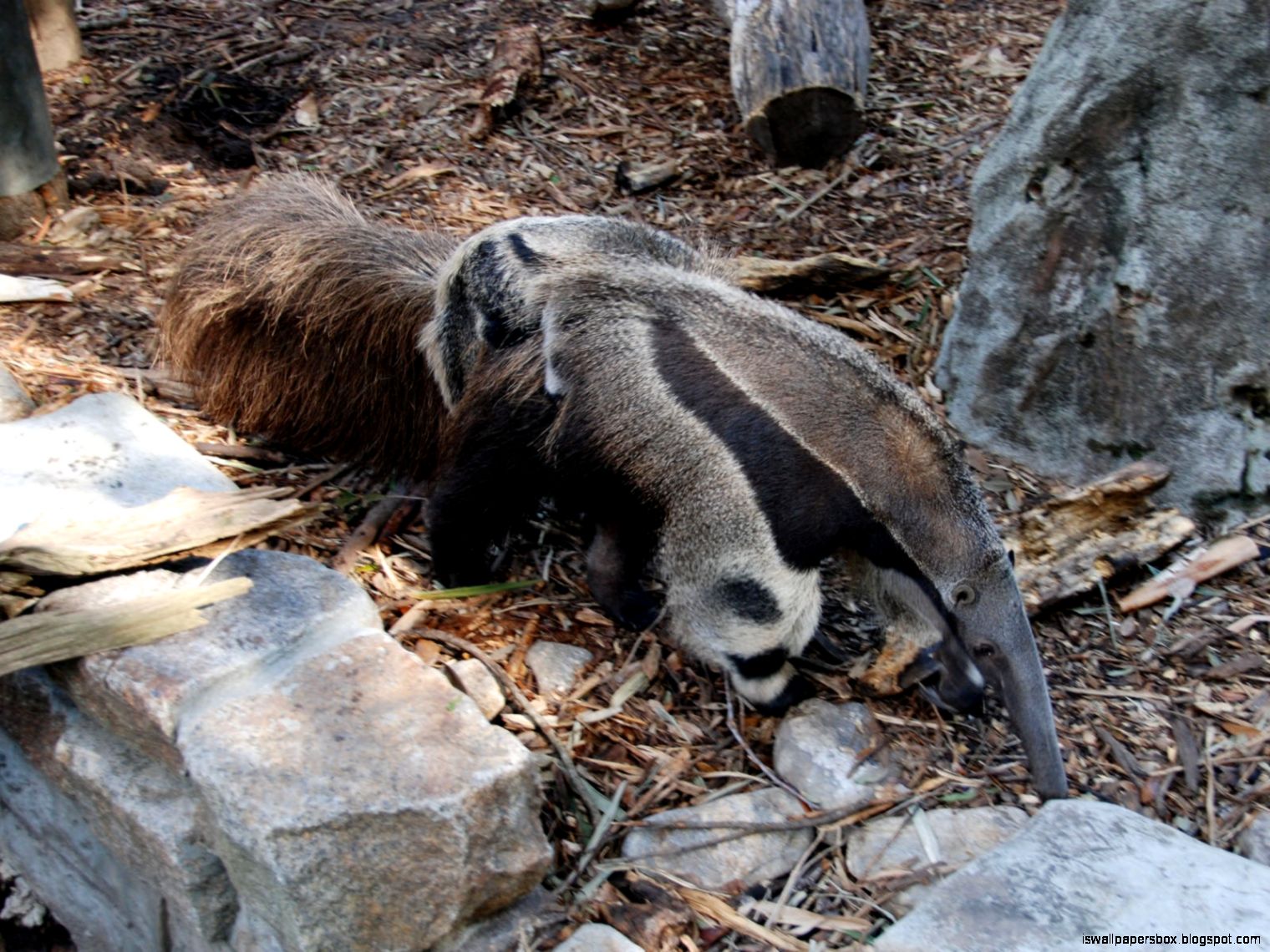 Giant Anteater Hd Wallpapers | Wallpapers Box