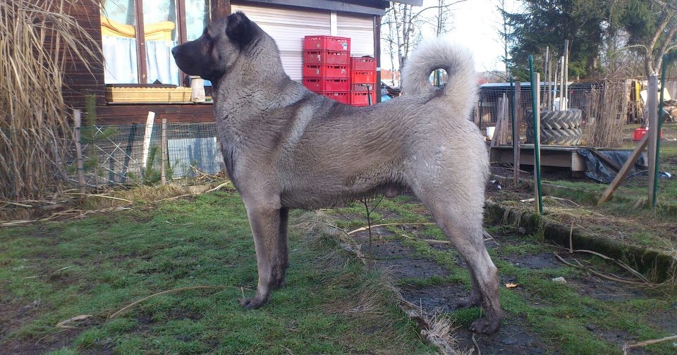 Kangal Resimleri KANGAL SEVDALILARI