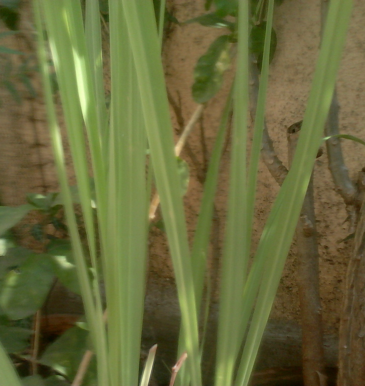 Garden Care Simplified Lemon Grass Green Tea Leaves Plant